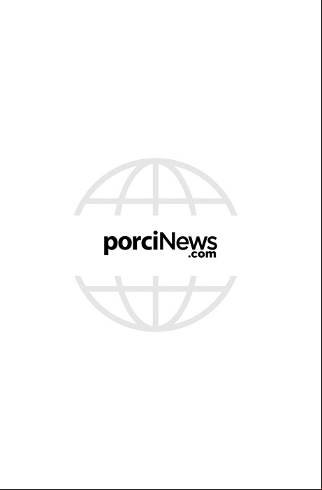 porcinews